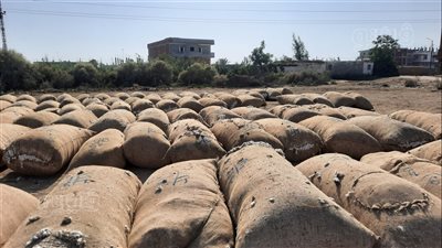 رصد عمليات جمع القطن بمركز تجميع الأقطان بالإسماعيلية l فيديو
