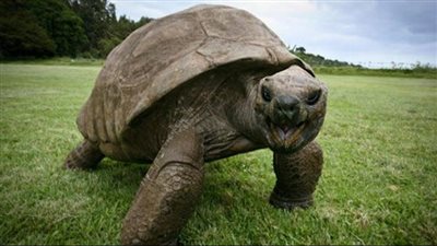 حضرت الحربين العالميتين وعاصرت 39 رئيسا لأمريكا.. سلحفاة عمياء تصبح أطول حيوانات الأرض عمرا 