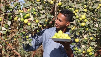 مبادرات إلكترونية تقود المزارعين لرفع جودة محاصيلهم وتحفزهم على زراعة فواكه جديدة | صور