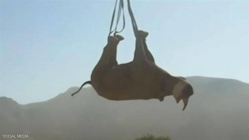 نقل وحيد القرن مقلوبا