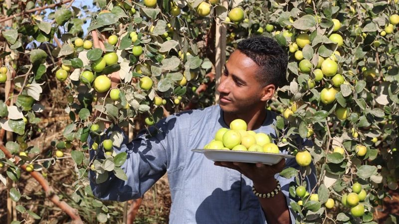 محمد حافظ وثمار شجرة