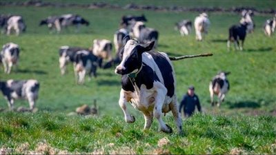 على طريقة سنبل.. علماء ينجحون في تدريب الأبقار على استخدام دورات المياه