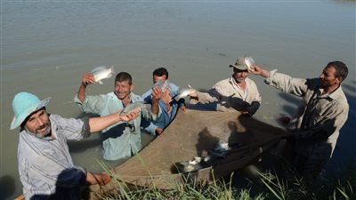 بعد التطوير.. 80 ألف طن إنتاج بحيرة المنزلة من الأسماك سنويًّا