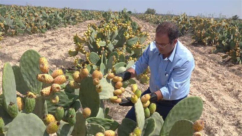 زراعة التين الشوكي