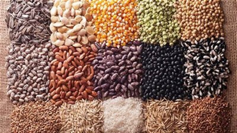 البقوليات 