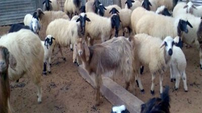 انطلاق حملة التحصين ضد طاعون المجترات الصغيرة بالإسماعيلية.. السبت 