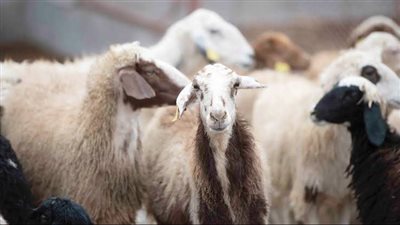 قبل انطلاق حملة التطعيم.. تعرف على مرض طاعون الماعز والأغنام