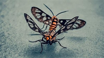 سوني تعلن أعضاء لجنة تحكيم ومواعيد مسابقتها العالمية للتصوير الفوتوغرافي