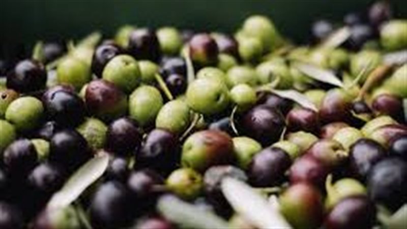 تفسير رؤية الزيتون