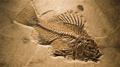 العثور على أقدم دماغ لحيوان فقاري في التاريخ (فيديو)