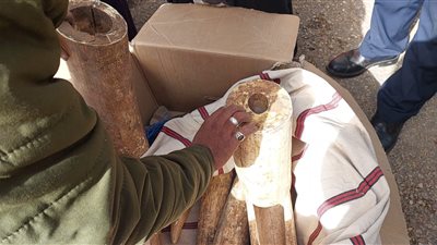  الجمارك تسلم 827 كيلو عاج فيل و3281 قطعة جلد تمساح وثعبان للجامعات وحديقة الحيوان (صور)