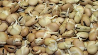 طريقة عمل الفول النابت، أكلة مغذية واقتصادية