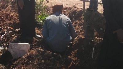  زراعة 230 شجرة بمختلف الطرق العامة بجرجا فى سوهاج