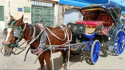 مصادرة عربة حنطور تسير عكس الاتجاه فى أسوان (صور)