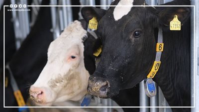 تنتج 18 طن من الحليب سنويا.. الصين تستنسخ 