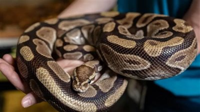 جندي سوداني يداعب أفعى ضخمة بطريقة مثيرة (فيديو)