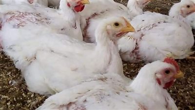 أصحاب مزارع الدواجن يستغيثون: اللى بيحصل خراب بيوت