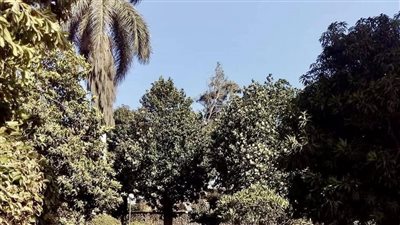 5 معلومات عن حديقة ركن فاروق بحلوان (صور)