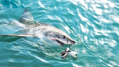 سمكة قرش تودي بحياة فتاة أثناء تزلجها على الماء بأستراليا