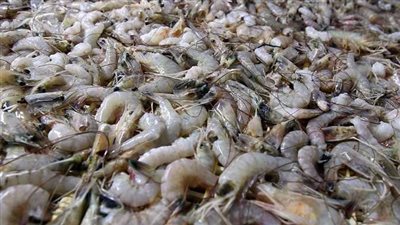 ضبط 2.5 طن جمبرى منتهى الصلاحية بالقاهرة 