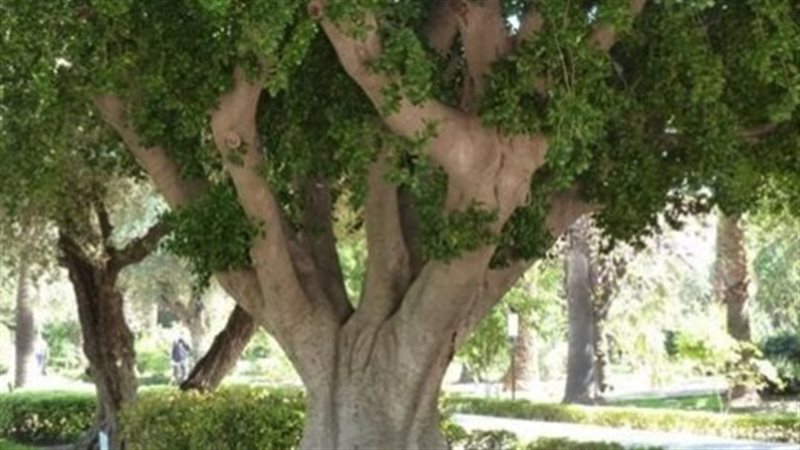 عدم جواز التصرف فى