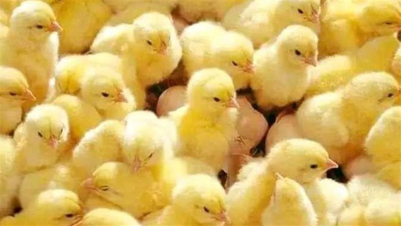 اسعار الكتاكيت 