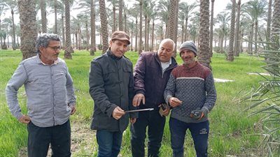 انطلاق حملة مكافحة سوسة النخيل في الإسماعيلية (صور) 