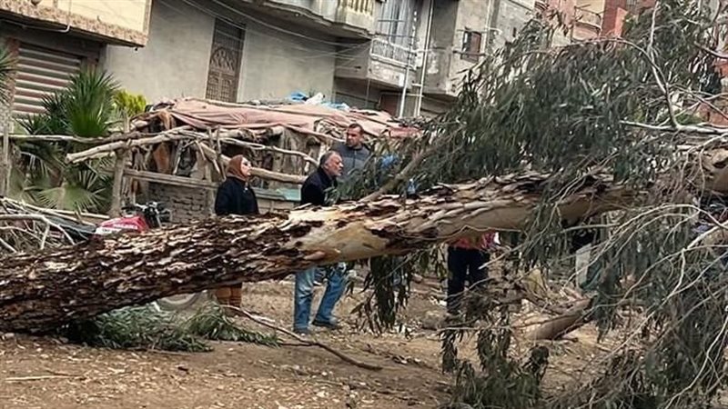 سقوط شجرة بسبب العواصف