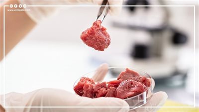 أسعار اللحوم اليوم الثلاثاء 7-2-2023 في المنيا