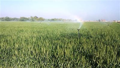 في ذكرى عيد الفلاح، تفاصيل تقرير برلماني للحفاظ على مياه الري