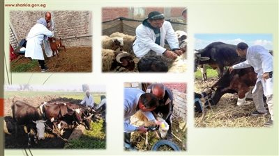 بيطري الشرقية: تحصين 109 آلاف ماشية وترقيم 4796 أخرى 