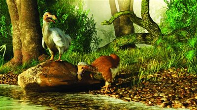 خطة لإعادة طائر منقرض منذ 400 عام