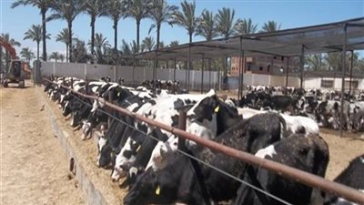 بماذا طالبت لجنة الزراعة بالبرلمان الحكومة للحفاظ على الثروة الحيوانية؟