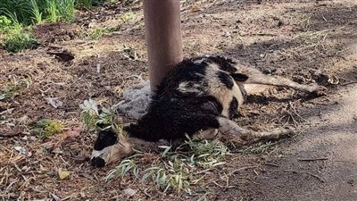 نفوق ماعز بسبب ماس كهربائي في أحد أعمدة الإنارة بالغربية 