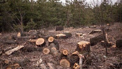 ما هي عقوبة قطع الأشجار والنخيل في قانون الري الجديد ؟ 