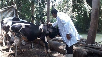 بيطري المنوفية: تحصين 154 ألف رأس ماشية ضد الجلد العقدي وجدري الأغنام