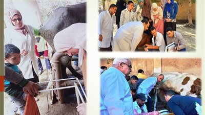 بيطرى الشرقية: إجراء مسح تناسلي وتلقيح اصطناعي ل7 آلاف ماشية 
