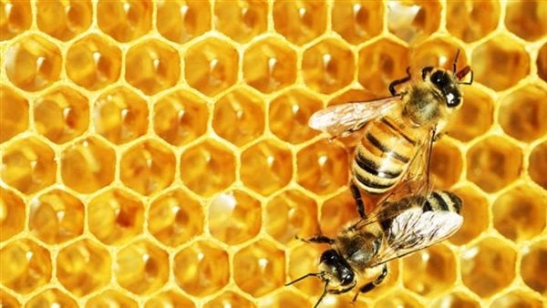 تفسير رؤية النحل في المنام وعلاقته بالمنفعة والخير الكثير