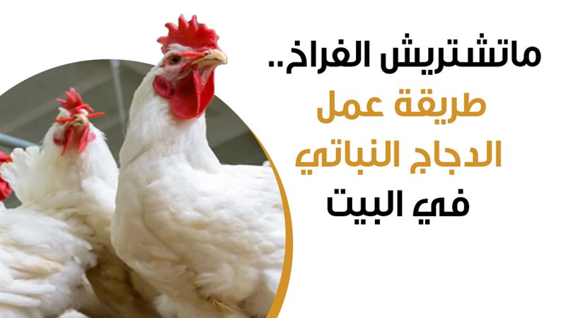 طريقة عمل الدجاج