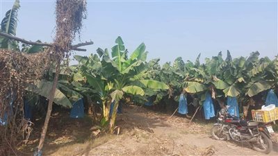 مهندس زراعي يكشف أسرار زراعة الموز وتميز القليوبية بإنتاجه (فيديووصور)