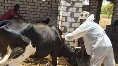 علاج وتحصين 327 ألف رأس ماشية في البحيرة (صور)