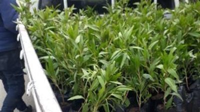 استمرار تشجير الأراضي الفضاء بمراكز محافظة الشرقية 