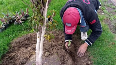 محافظ الإسكندرية: زراعة 1381 شجرة خلال الأسبوع الـ25 بالمحافظة