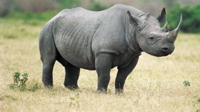  لحظة مهاجمة وحيد قرن غاضب للسياح في البنغال (فيديو)