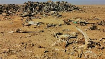 العثور على مقبرة لحمير مذبوحة في دولة عربية 