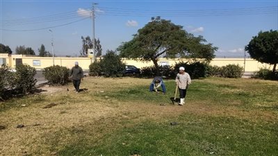 زراعة أشجار مثمرة في حي ثان الإسماعيلية 