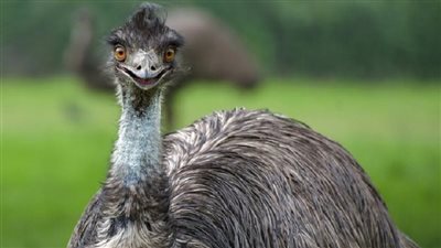 هروب طائر الإيمو العملاق في ماساتشوستس الأمريكية يثير ضجة