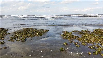 انتشار ورد النيل على شاطئ بورسعيد ومصدر يكشف السبب (صور )