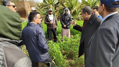 وفد الزراعة السعودية يزور حقول الكينوا في مصر بمشاركة مركز بحوث الصحراء