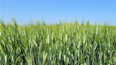 نصائح مهمة لمزارعي القمح لحماية المحصول من الأمراض